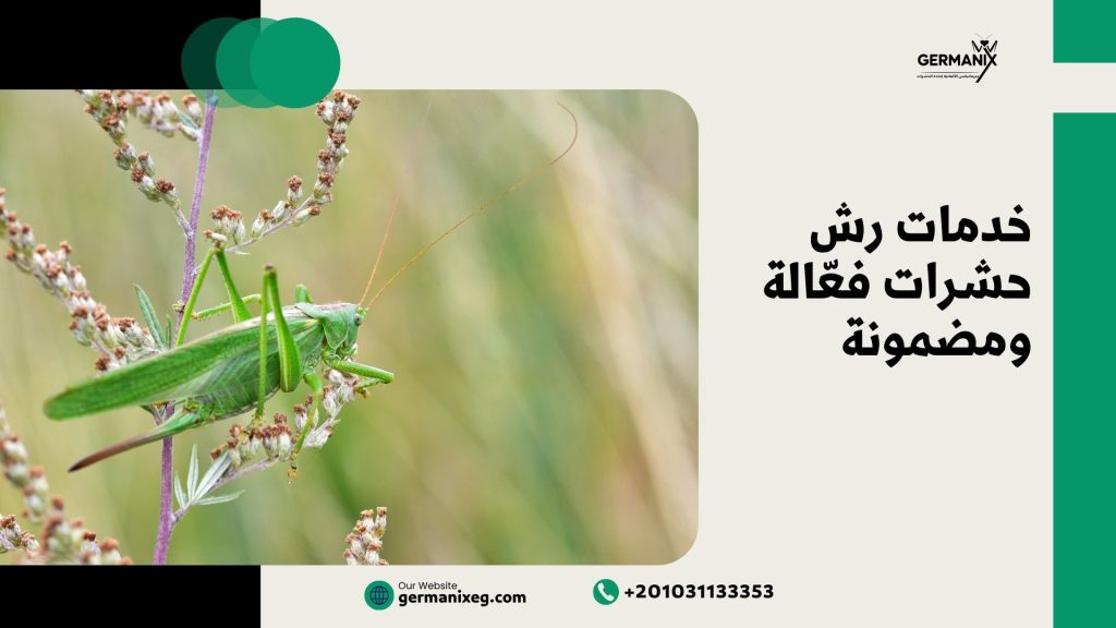 خدمات رش حشرات فعّالة ومضمونة