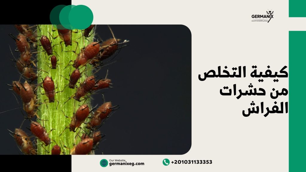 كيفية التخلص من حشرات الفراش