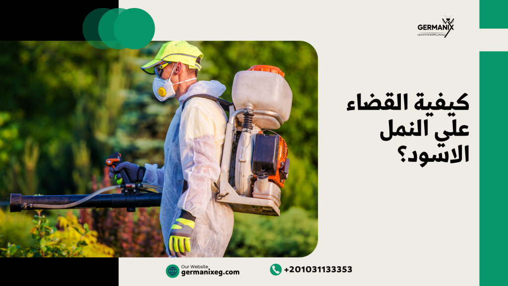 كيفية القضاء على النمل الأسود