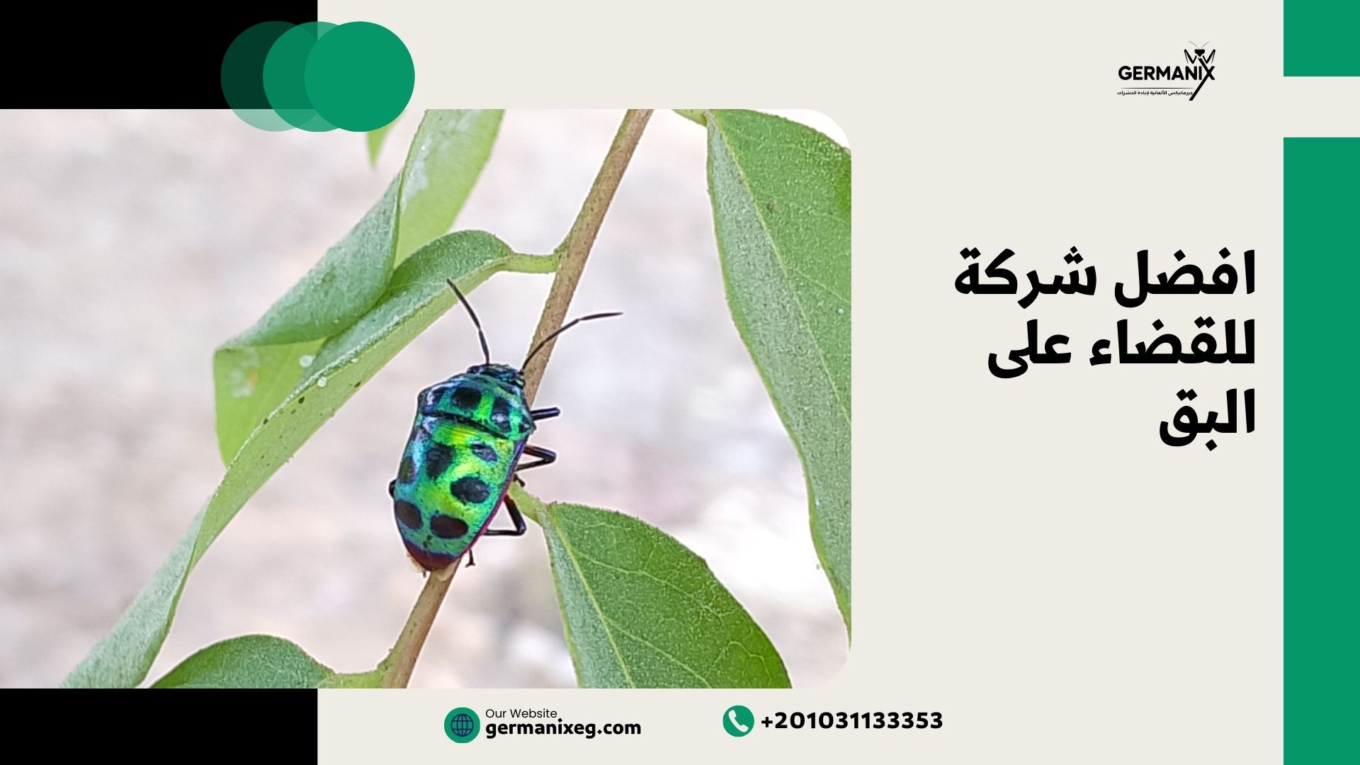 أفضل شركة للقضاء على البق