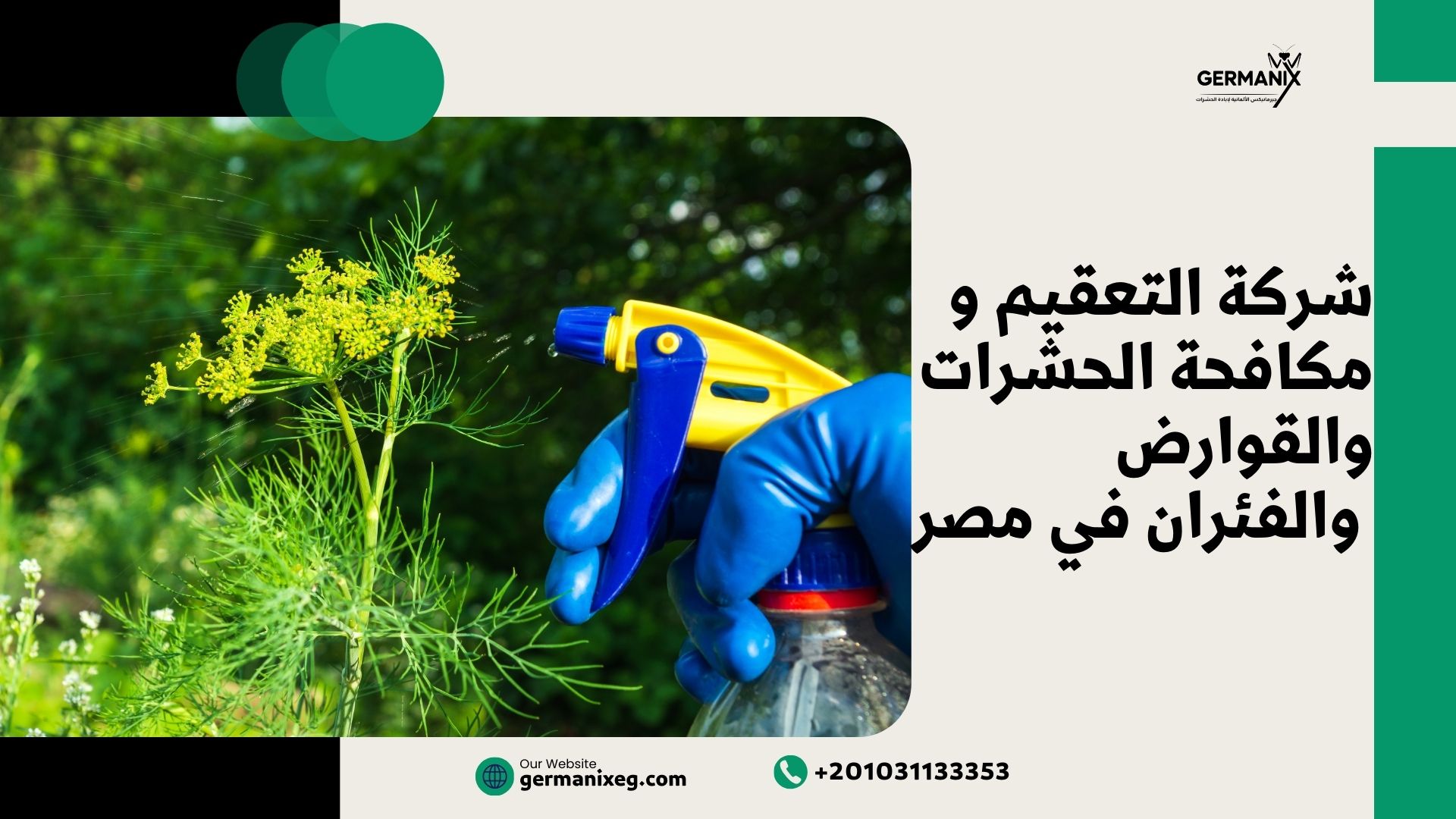 شركة التعقيم ومكافحة الحشرات والقوارض والفئران في مصر