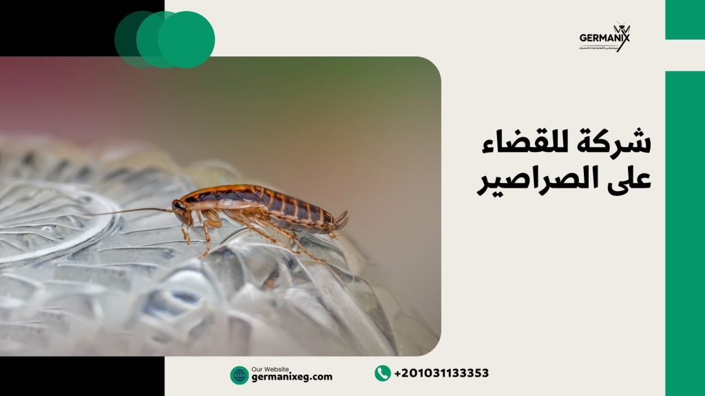 شركة للقضاء على الصراصير
