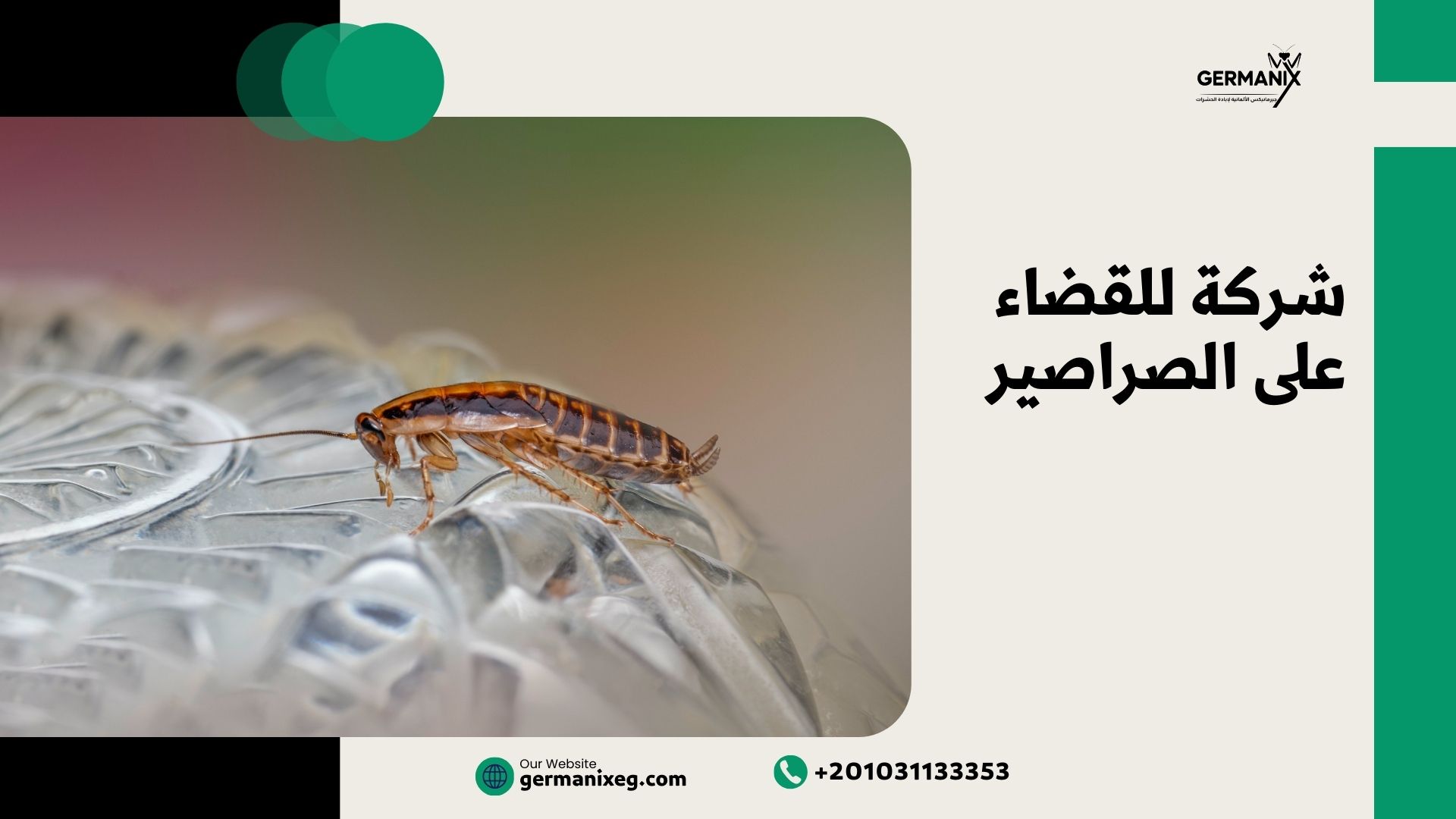 شركة للقضاء على الصراصير