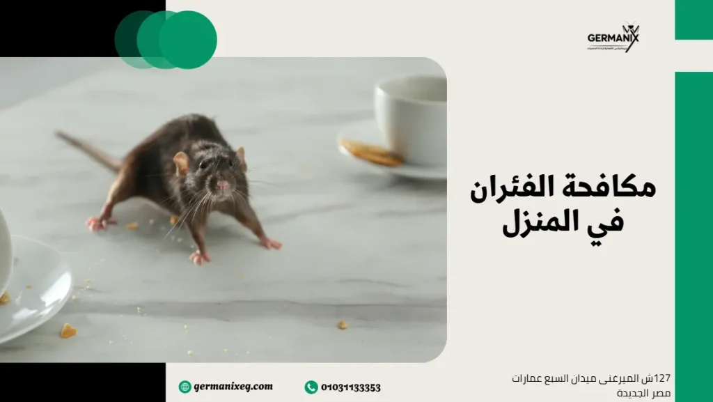 مكافحة الفئران في المنزل