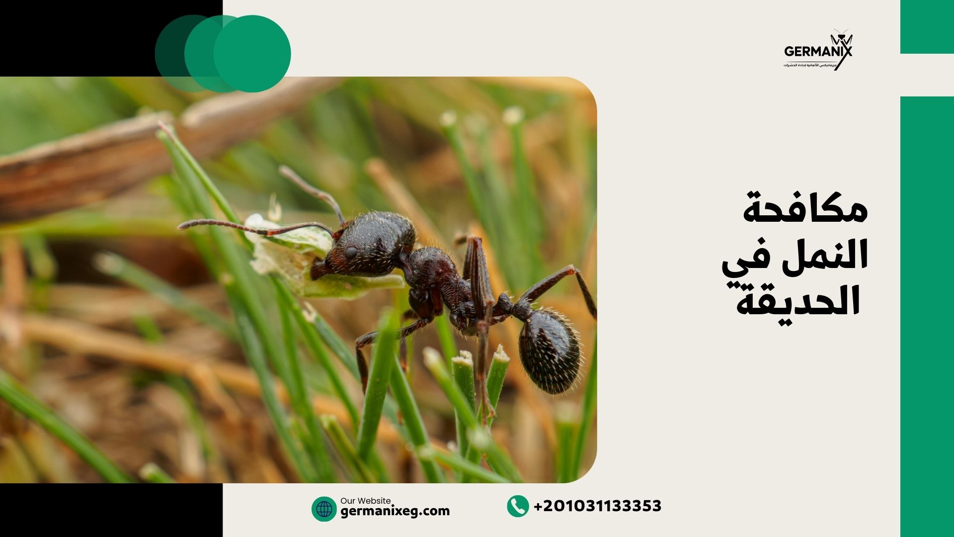 مكافحة النمل في الحديقة