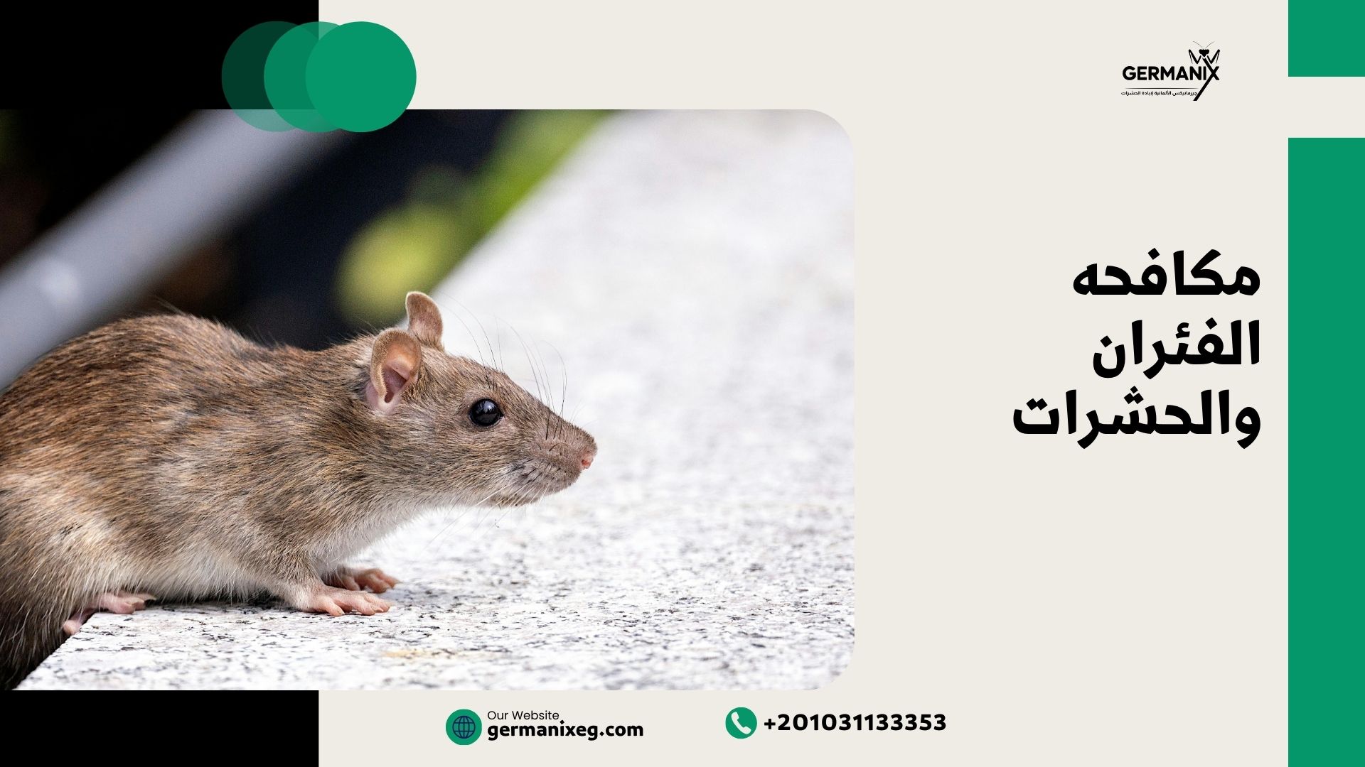 مكافحة الفئران والحشرات