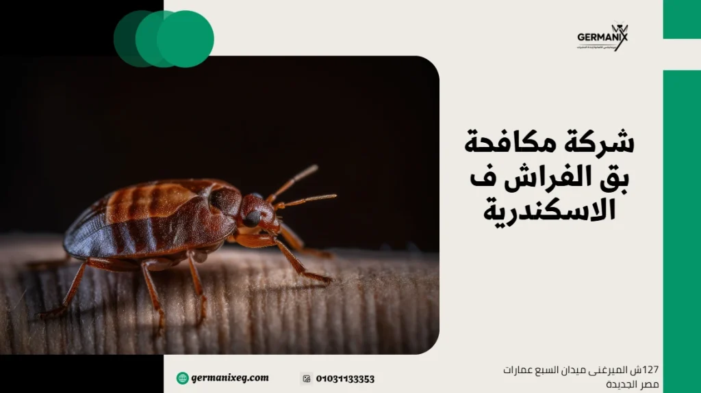 شركة مكافحة بق الفراش ف الاسكندرية