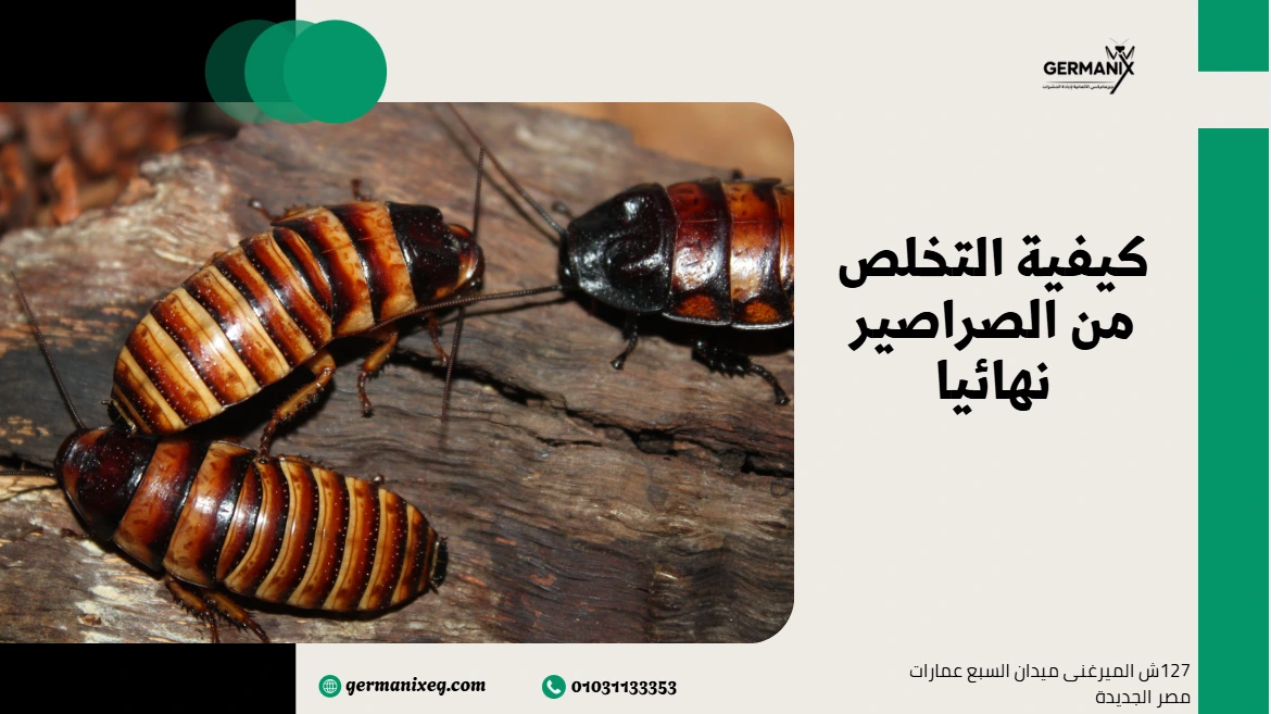 كيفية التخلص من الصراصير نهائيا