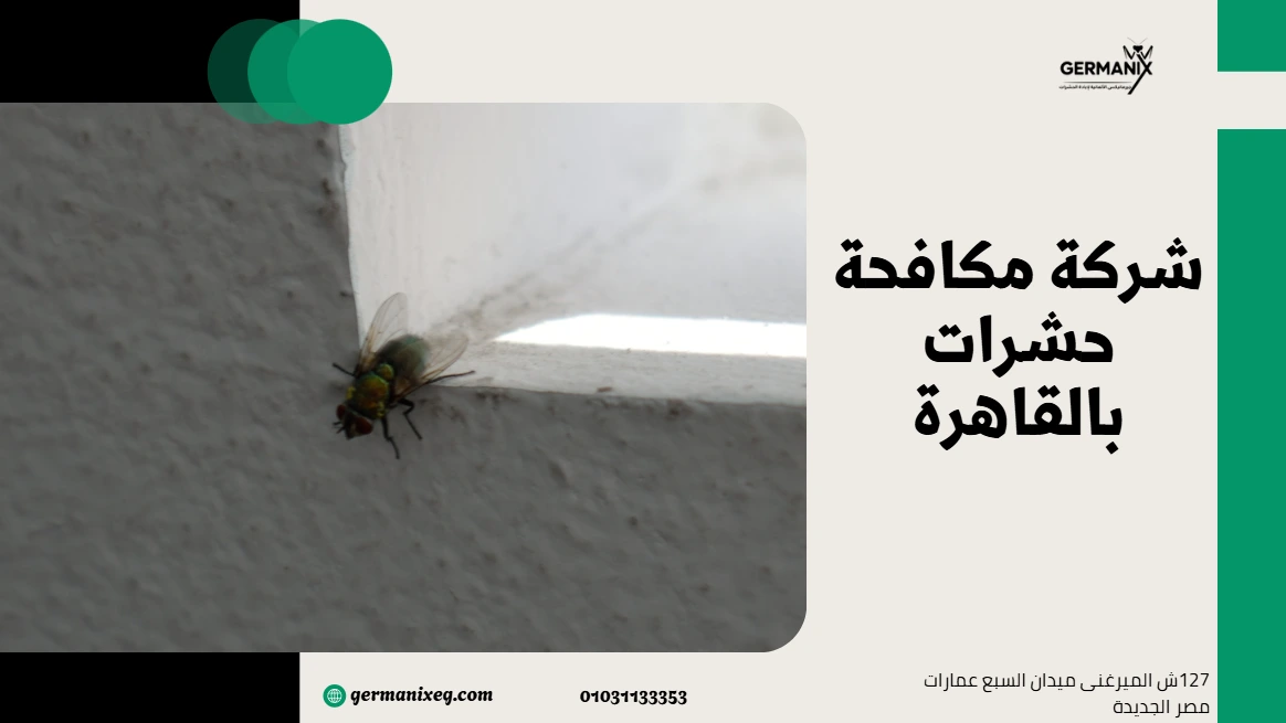 مكافحة حشرات بالقاهرة
