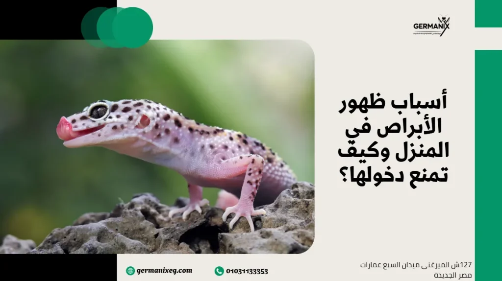أسباب ظهور الأبراص في المنزل وكيف تمنع دخولها؟