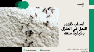 أسباب ظهور النمل في المنزل وكيفية منعه