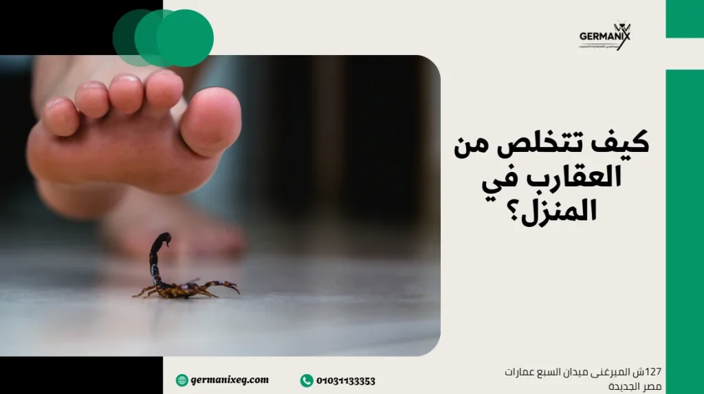 كيف تتخلص من العقارب في المنزل؟