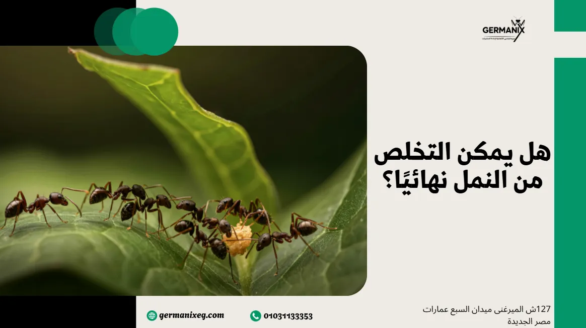 هل يمكن التخلص من النمل نهائيًا؟