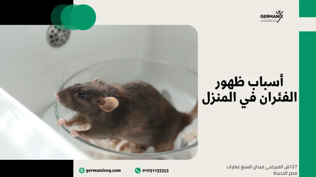 أسباب ظهور الفئران في المنزل