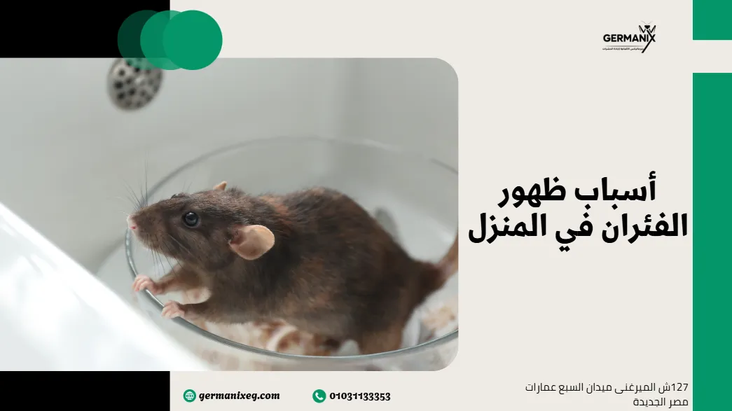أسباب ظهور الفئران في المنزل