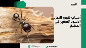 أسباب ظهور النمل الأسود الصغير في المطبخ