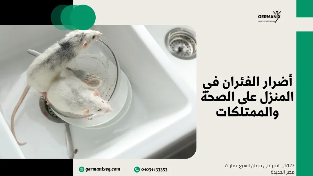 أضرار الفئران في المنزل على الصحة والممتلكات