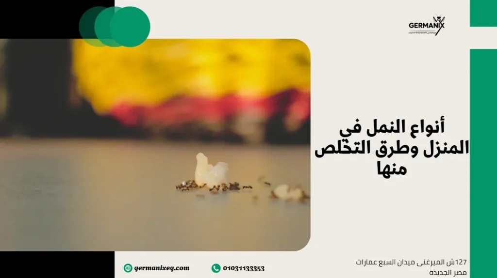 أنواع النمل في المنزل وطرق التخلص منها
