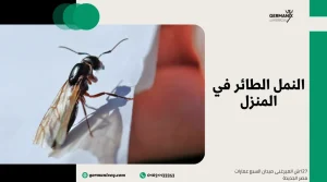 النمل الطائر في المنزل