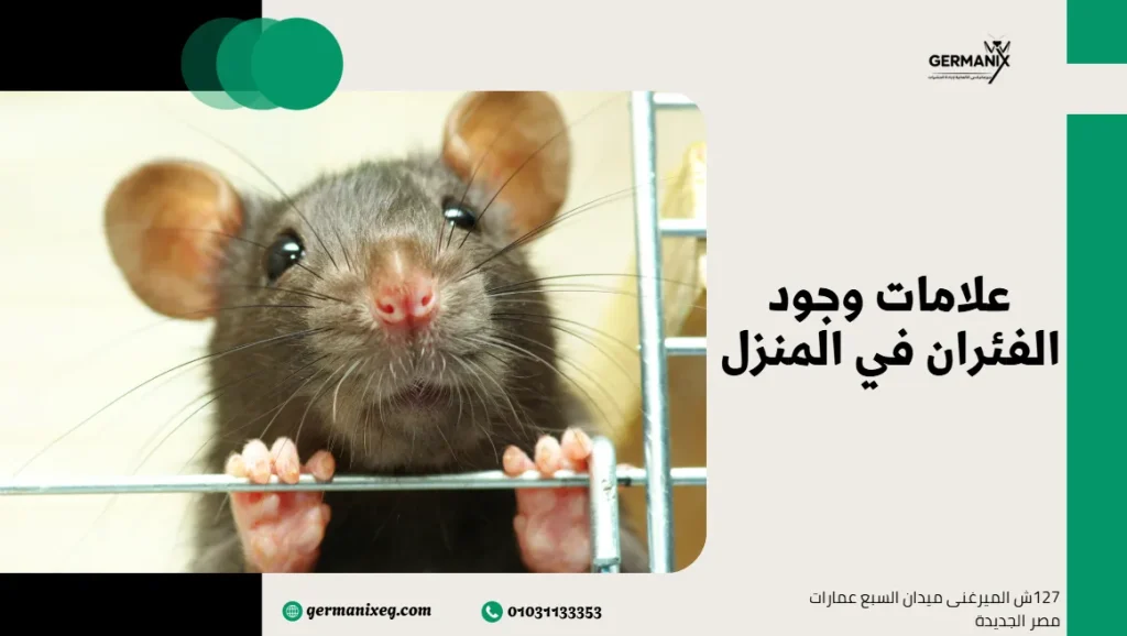علامات وجود الفئران في المنزل