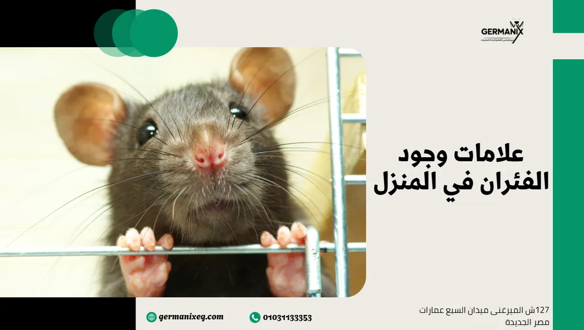 علامات وجود الفئران في المنزل